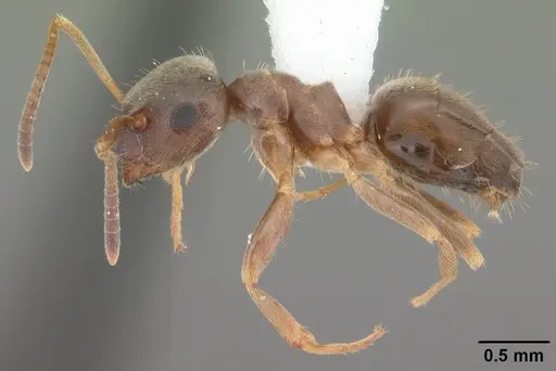 Lasius americanus - CASENT0103987