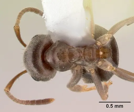 Lasius americanus - CASENT0179854