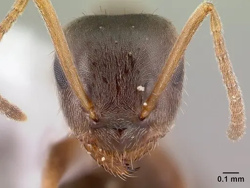 Lasius americanus - CASENT0179854