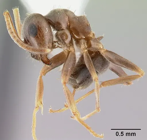 Lasius americanus - CASENT0179854