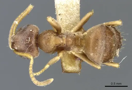 Lasius americanus - CASENT0905677