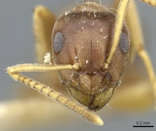 Lasius americanus - CASENT0905677