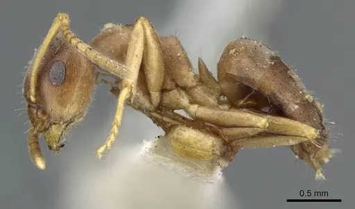 Lasius americanus - CASENT0905677