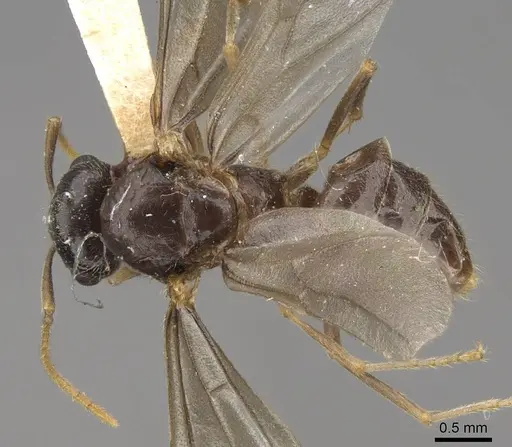 Lasius americanus - CASENT0923056