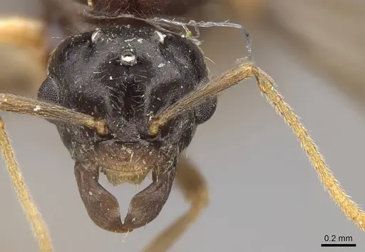 Lasius americanus - CASENT0923056