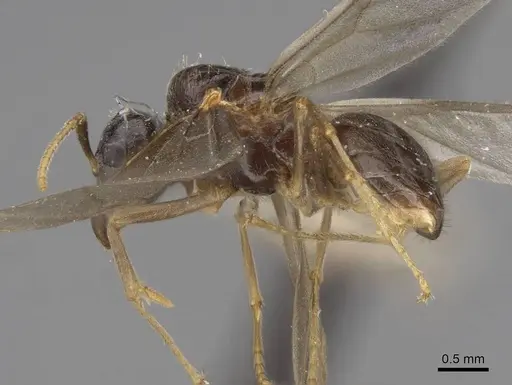 Lasius americanus - CASENT0923056