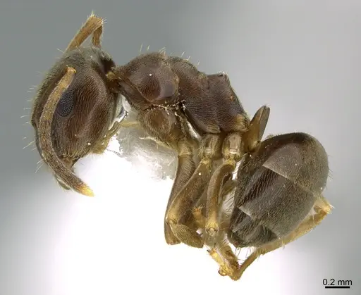 Lasius americanus - CASENT0923596
