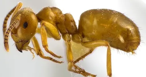 Lasius aphidicola specimen