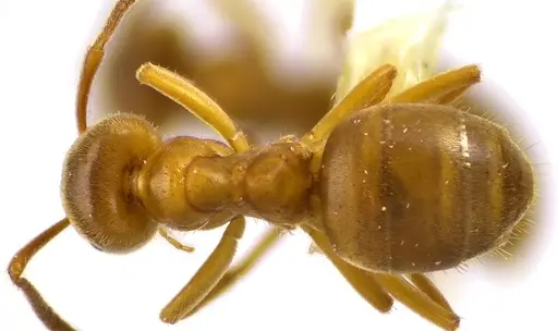 Lasius aphidicola - ANTWEB1041620