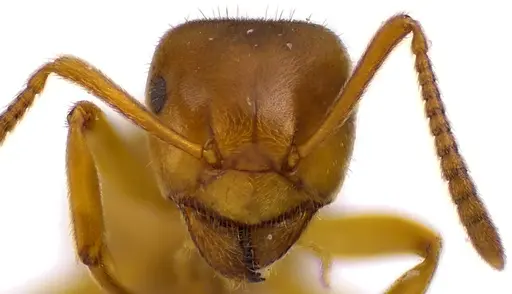 Lasius aphidicola - ANTWEB1041620