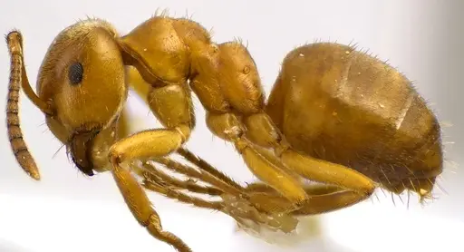Lasius aphidicola - ANTWEB1041620