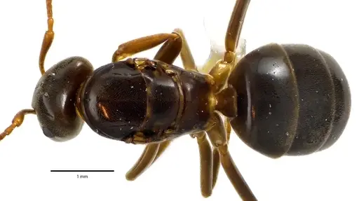 Lasius aphidicola - ANTWEB1041632