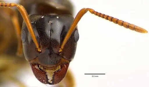 Lasius aphidicola - ANTWEB1041632