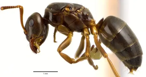 Lasius aphidicola - ANTWEB1041632