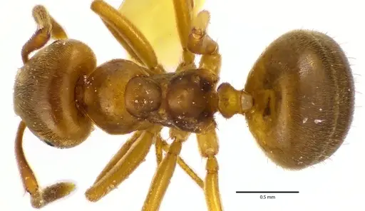 Lasius aphidicola - ANTWEB1041644