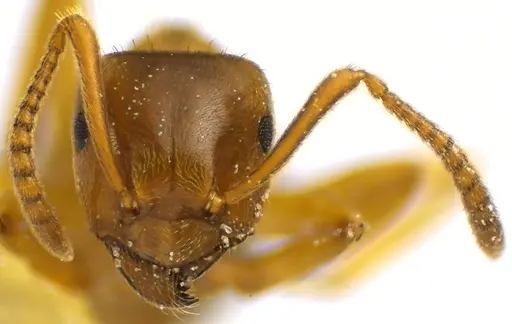 Lasius aphidicola - ANTWEB1041644