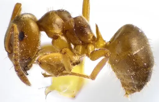 Lasius aphidicola - ANTWEB1041644