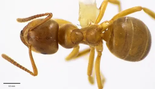 Lasius aphidicola - ANTWEB1041682