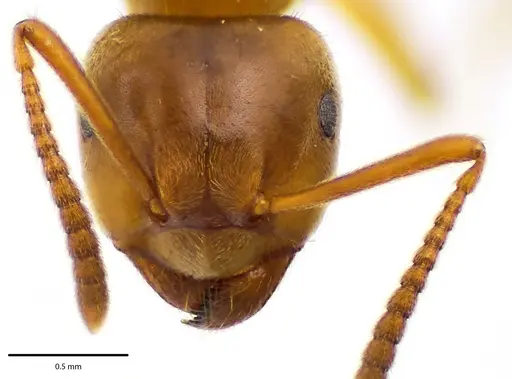 Lasius aphidicola - ANTWEB1041682