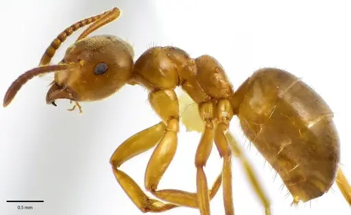 Lasius aphidicola - ANTWEB1041682