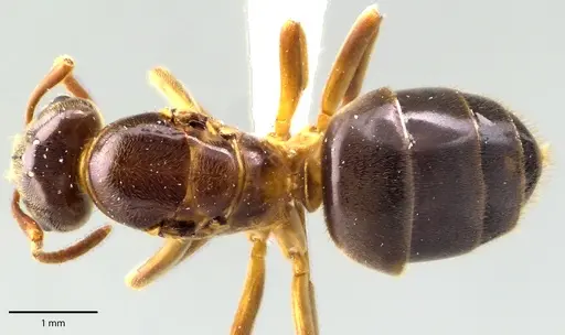 Lasius aphidicola - ANTWEB1041693