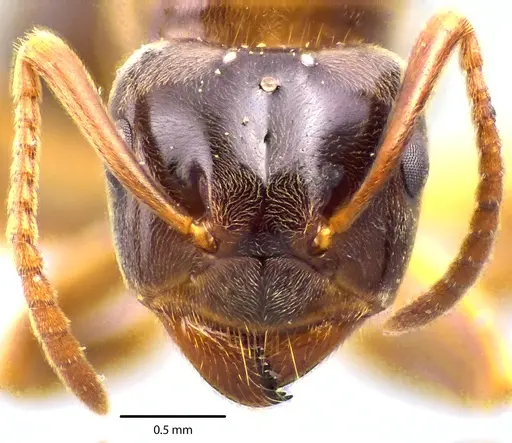 Lasius aphidicola - ANTWEB1041693