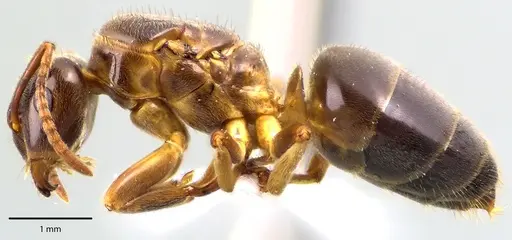 Lasius aphidicola - ANTWEB1041693