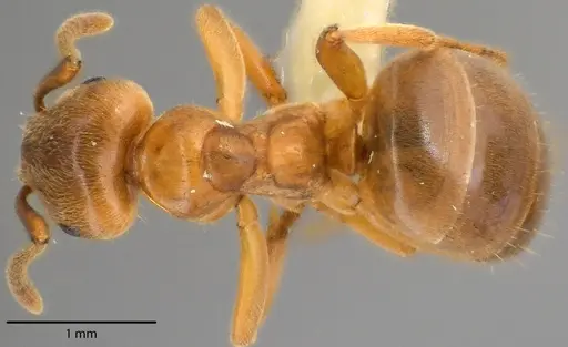 Lasius aphidicola - ANTWEB1041726