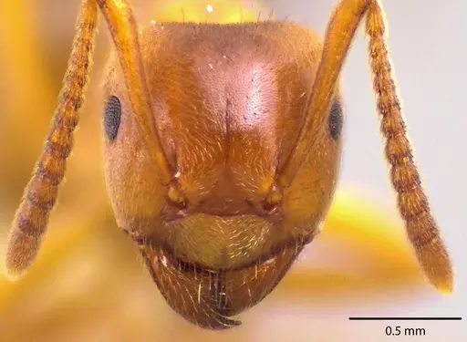 Lasius aphidicola - ANTWEB1041726