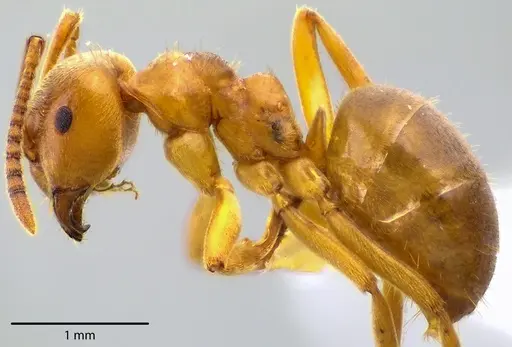 Lasius aphidicola - ANTWEB1041726
