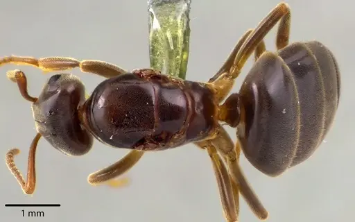Lasius aphidicola - ANTWEB1041733