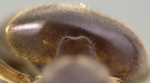 Lasius aphidicola - ANTWEB1041733