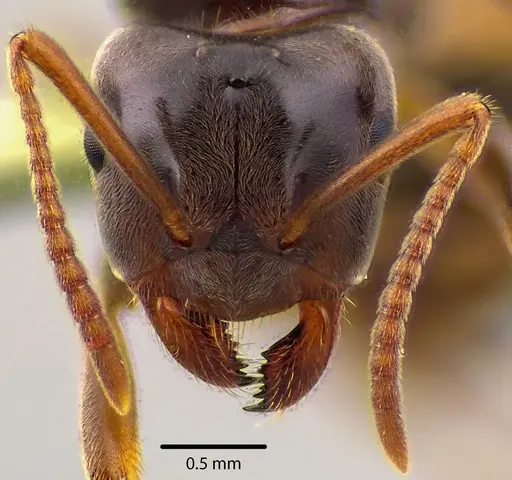 Lasius aphidicola - ANTWEB1041733