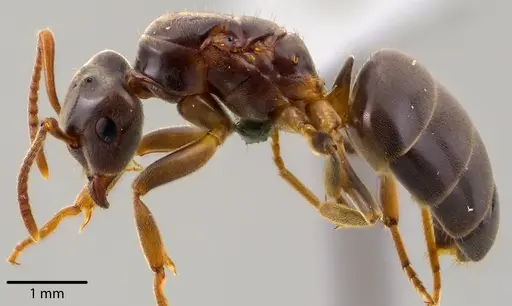 Lasius aphidicola - ANTWEB1041733