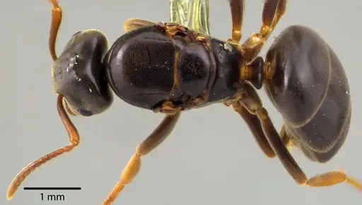 Lasius aphidicola - ANTWEB1041734
