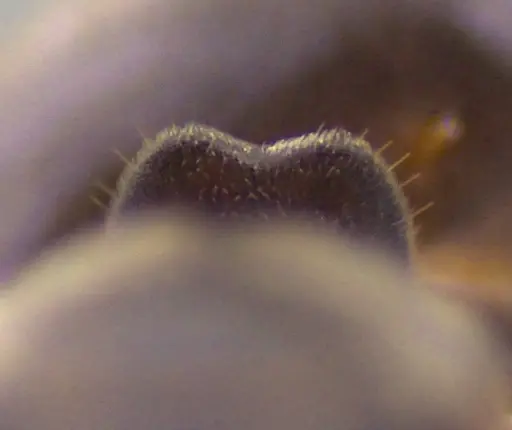 Lasius aphidicola - ANTWEB1041734