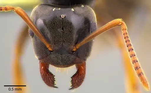 Lasius aphidicola - ANTWEB1041734