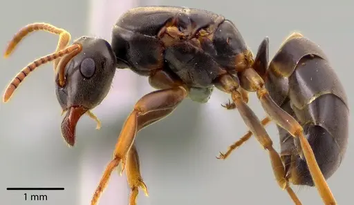 Lasius aphidicola - ANTWEB1041734