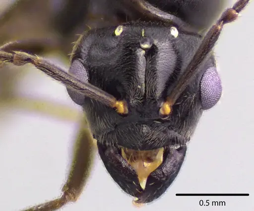 Lasius aphidicola - ANTWEB1041742