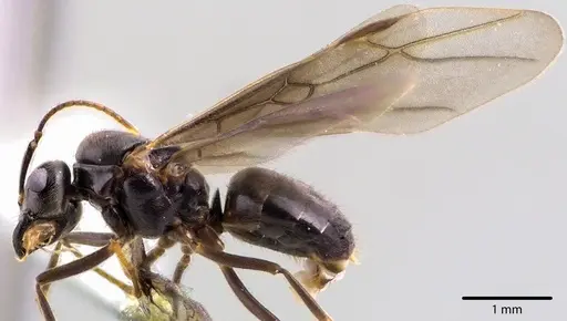 Lasius aphidicola - ANTWEB1041742