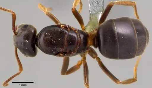 Lasius aphidicola - ANTWEB1041745