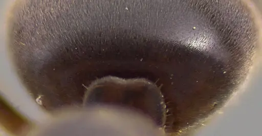 Lasius aphidicola - ANTWEB1041745