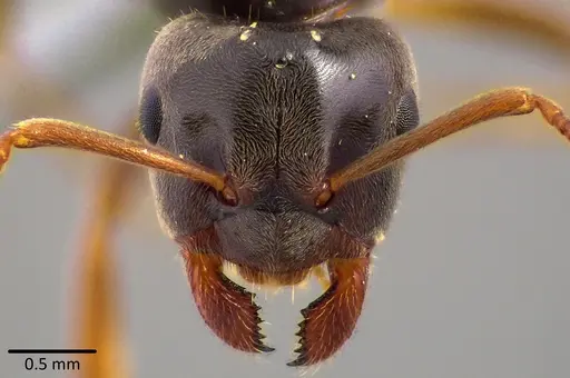 Lasius aphidicola - ANTWEB1041745