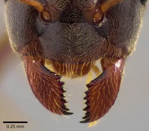 Lasius aphidicola - ANTWEB1041745