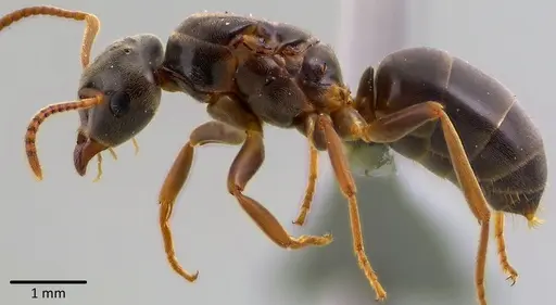 Lasius aphidicola - ANTWEB1041745