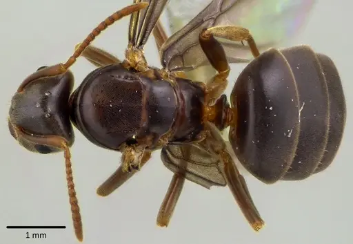 Lasius aphidicola - ANTWEB1041748
