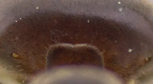 Lasius aphidicola - ANTWEB1041748