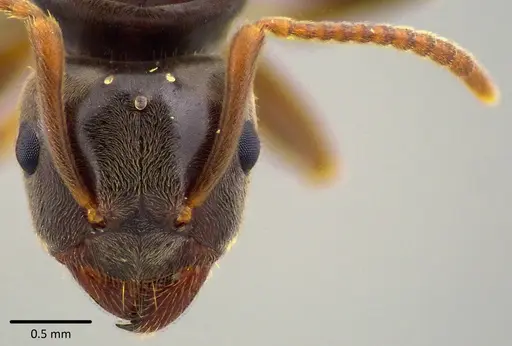 Lasius aphidicola - ANTWEB1041748