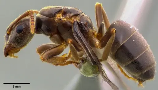 Lasius aphidicola - ANTWEB1041748