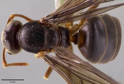 Lasius aphidicola - ANTWEB1041763